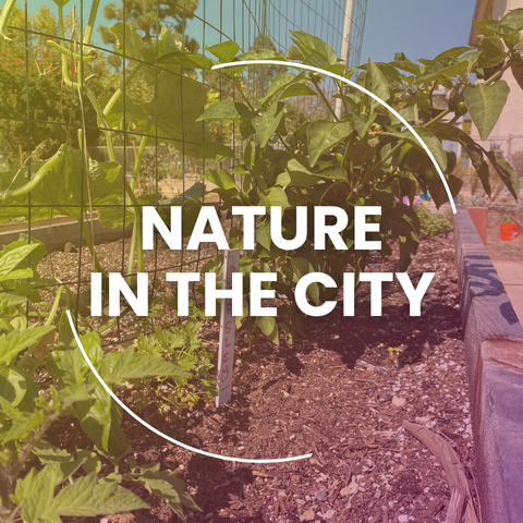 Adult Senior Nature Icon