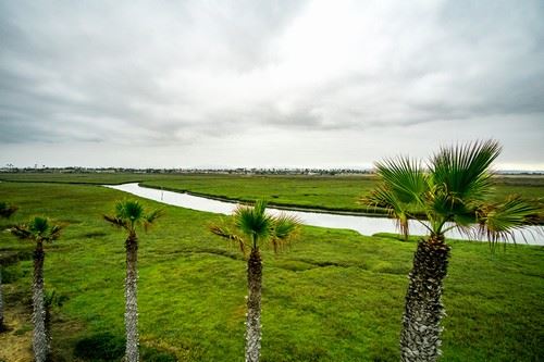 Tijuana Estuary and palm trees.